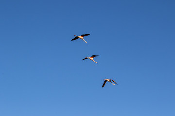 Flamingo 3