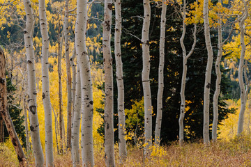 Grove Details of Aspen Trees with Yellow Leaves in the Fall in Utah