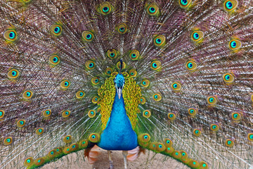 Obraz premium Front view of peacock with an outspread tail