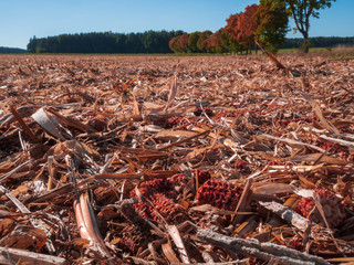 indian summer colors with a view to colorful treed and harvested corn fields
