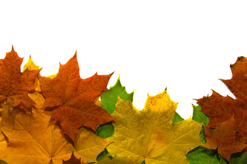 Maple leaves of different colors in the form of a frame. autumn backgrounds.copy space