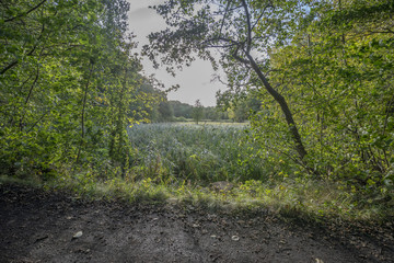 Baum auf einer Lichtung