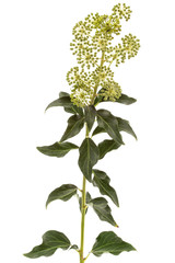 Flowering ivy, branch with inflorescences and green leaves, isolated on white background