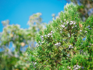 Juniper tree with cones on the branches
