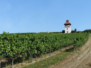 Fototapeta na wymiar Pertelturm mit Weinbergen in Saulheim / Rheinhessen