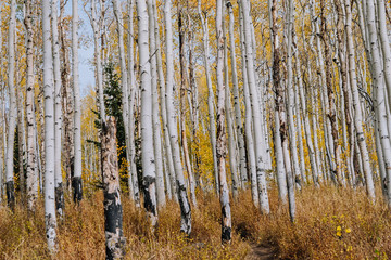 Grove Details of Aspen Trees with Yellow Leaves in the Fall in Utah