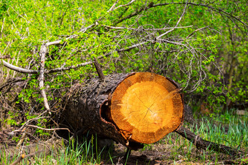 closeup tree trunk in the forest