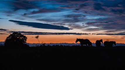 Chevaux au coucher de soleil