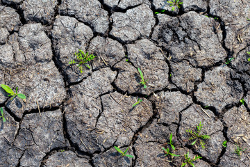 closeup dry land in a crack with green grass, natural background