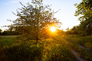 beautiful quiet forest scene at the sunset