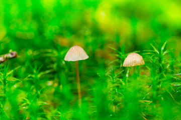 closeup small poison mushroom in a green moss