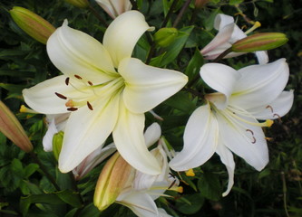 Obraz premium White lilies