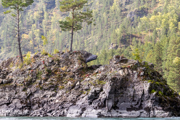 Island Bear's Head on the river Katun. Republic Altai, Russia Siberia