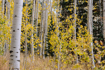 Grove Details of Aspen Trees with Yellow Leaves in the Fall in Utah