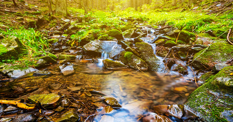 sball brook in a forest