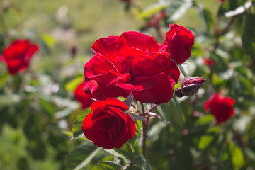 Fototapeta premium Rose red