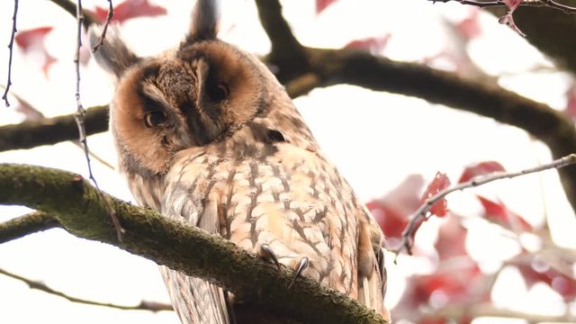 Long-eared owl (Asio otus) sitting high up in a tree