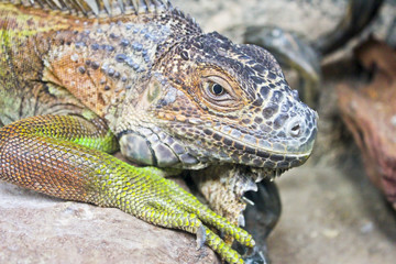 Iguana