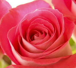 Fototapeta premium Rose