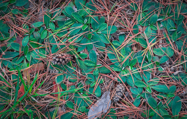 Texture of leaves and needles on the forest