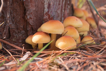 Beautiful toadstools near log