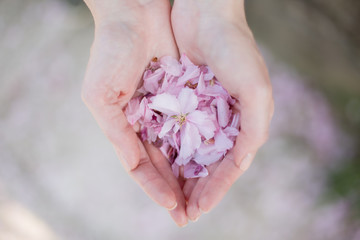 cherry blossoms in his hands. in the hands of girls flowers Sakura. pink Sakura