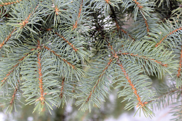 Naklejka na ściany i meble The branches of spruce