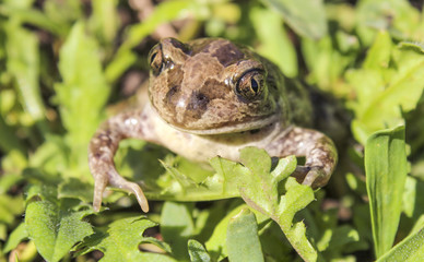  Bufonidae. Toad.