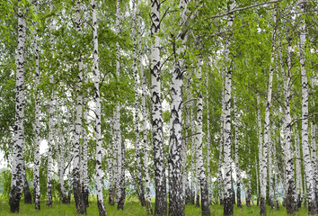 Trunks of birch trees