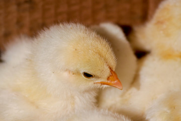 a cute chicks