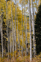 Grove Details of Aspen Trees with Yellow Leaves in the Fall in Utah