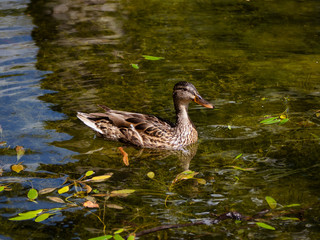 Obraz premium Beautiful female duck swimming in a lake