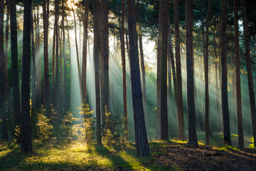 Fototapeta premium Promienie słoneczne w lesie rano jesienią