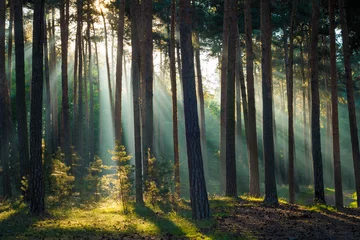 Fototapeten Sonnenstrahlen im Wald am Morgen im Herbst © kentauros