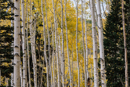 Grove Details of Aspen Trees with Yellow Leaves in the Fall in Utah