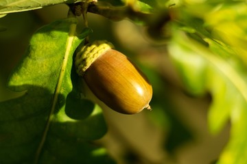 Oak acorn, oak fall leaves on a twig.