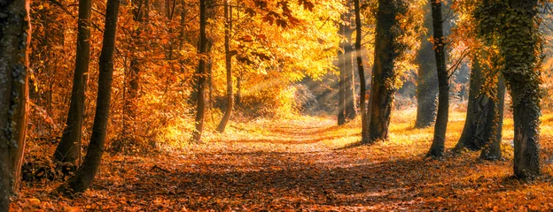 Vlies Fototapete Backstein Wald Panorama im goldenen Herbst