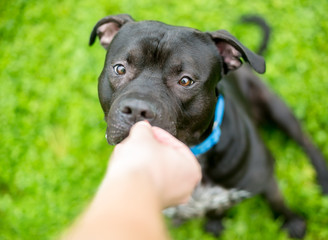 A black Pit Bull Terrier mixed breed dog looking cross-eyed as a person holds a treat in front of its face