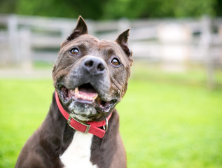 A brown and white Pit Bull Terrier mixed breed dog with cropped ears wearing a red collar