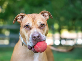 A Pit Bull Terrier mixed breed dog holding a red ball in its mouth