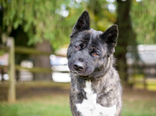 A purebred Akita dog outdoors listening with a head tilt