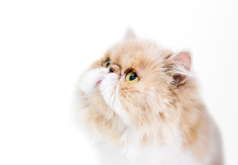 A tan and white Persian cat with yellow eyes gazing upward