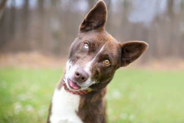 A brown and white Alaskan Husky mixed breed dog with heterochromia, one blue eye and one brown eye