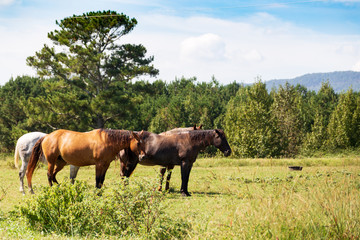 Naklejka na ściany i meble Horses grazing in the pasture in Northwest Georgia