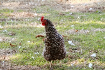 Das Huhn auf der Wiese