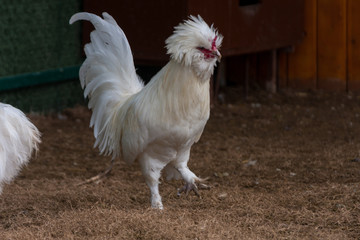 sultan rooster and chickens is a very beautiful species with its snow-white hairs adorning the garden of the Ottoman palace