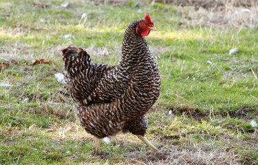 Das Huhn auf der Wiese