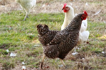 Das Huhn auf der Wiese