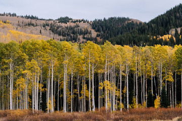 Aspen Grove with Yellow Leaves in Fall in Utah Mountains