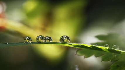 Tropfen auf Blatt spiegeln die Umgebung